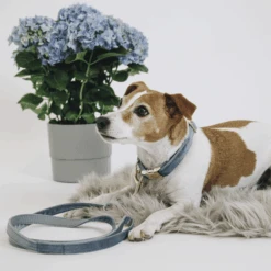 Kentucky Dogwear Hondenlijn Velvet -Huisdierproducten 1OTVOgLDpfLFMsIKq63Rs2A7o76Euc metaS2VudHVja3ktRG9nd2Vhci1Ib25kZW5saWpuLVZlbHZldC1zZmVlci5wbmc