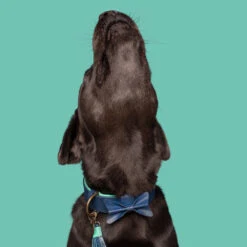 DWAM Halsband Buster 20 DWAM Halsband Buster -Huisdierproducten dwam buster halsband 186301 1000 none