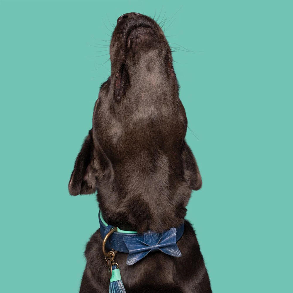 DWAM Halsband Buster 9 DWAM Halsband Buster - Afbeelding 9