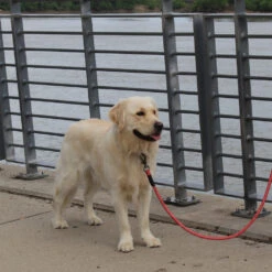 KONG Rope Leash - Zwart -Huisdierproducten kong rope leash 194549 1000 none