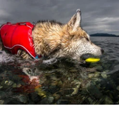 Kurgo Skipping Stones -Huisdierproducten kurgo skipping stones 99608 0500 none