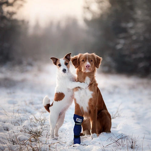 Medical Pet Shirt Boot 15 Medical Pet Shirt Boot - Afbeelding 15