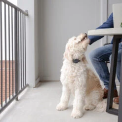 PetSafe Anti-Blafhalsband -Huisdierproducten petsafe anti blafhalsband 208109 0500 none