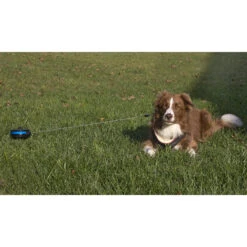 Petstages Intrekbare Oprollijn Met Bodempin 7 Petstages Intrekbare Oprollijn Met Bodempin -Huisdierproducten petstages intrekbare oprollijn met bodempin 222809 2000 none