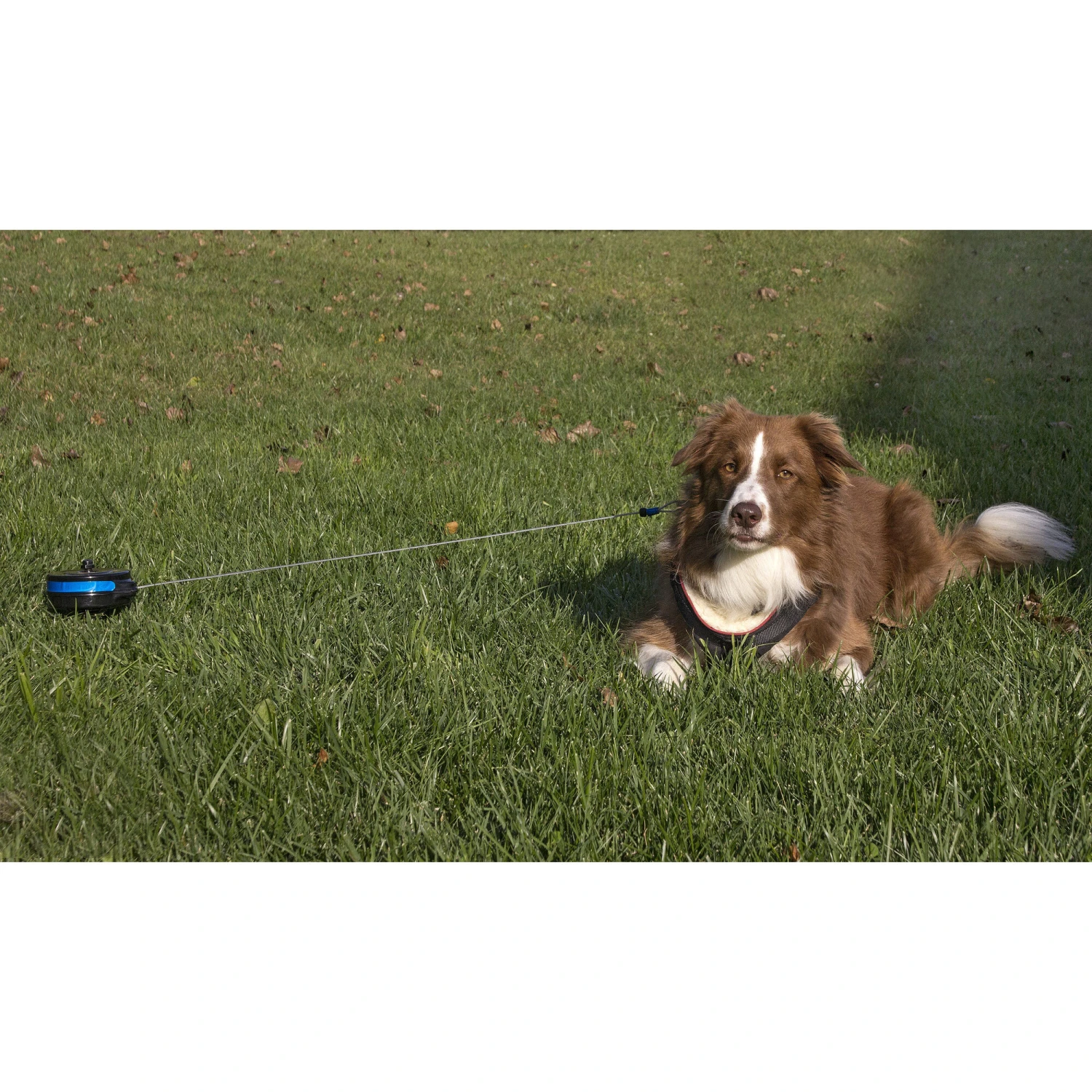 Petstages Intrekbare Oprollijn Met Bodempin 4 Petstages Intrekbare Oprollijn Met Bodempin - Afbeelding 4