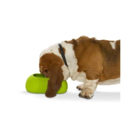 Buster Incredibowl 10 Buster Incredibowl -Huisdierproducten product buster incredibowl none 4 1479720007 80827