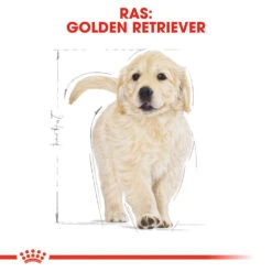 Royal Canin Golden Retriever Puppy - Hondenvoer 16 Royal Canin Golden Retriever Puppy - Hondenvoer -Huisdierproducten royal canin golden retriever puppy hondenvoer 138964 1000 none