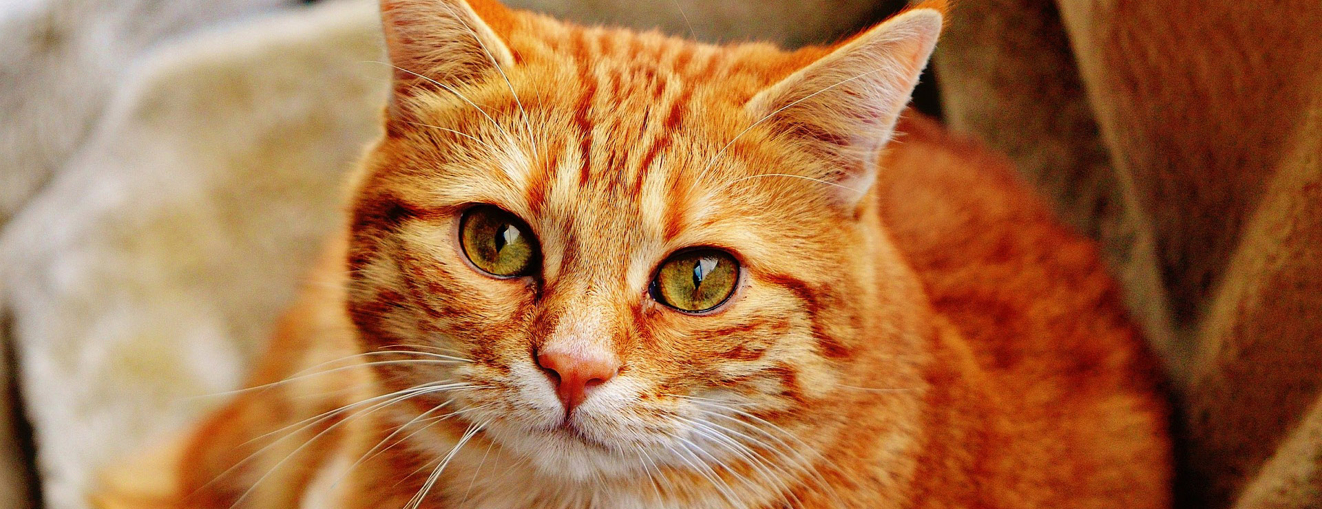 Huisdierproducten 1 Huisdierproducten -Huisdierproducten cat 1046544 1920