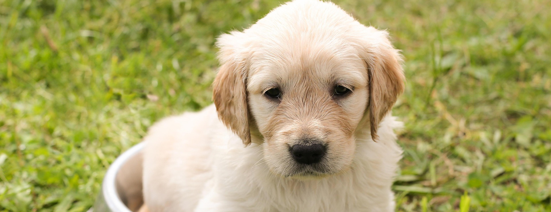 Huisdierproducten 3 Huisdierproducten -Huisdierproducten puppy 1207816 1920